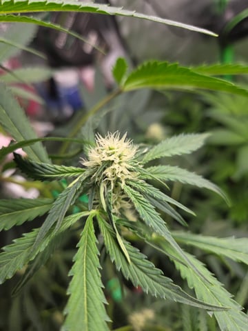 Special Kush#1 and Purple Queen Auto  — vegetative, day 53