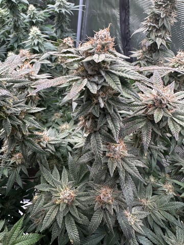 Starting Flower mom Clones  — flower, day 63