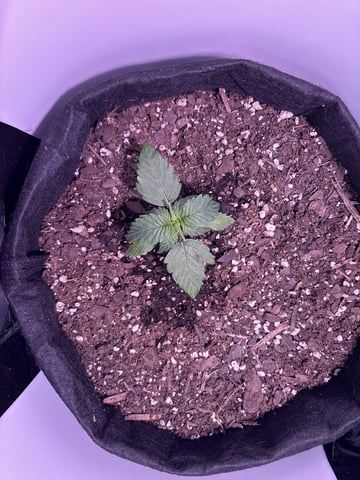 My First Grow — vegetative, day 22