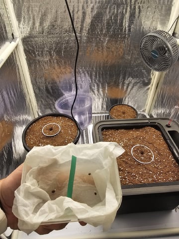 Bruce Banner — germination, day 81