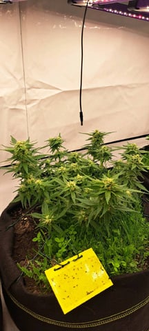 First Grow with the new setup  — auto, day 52