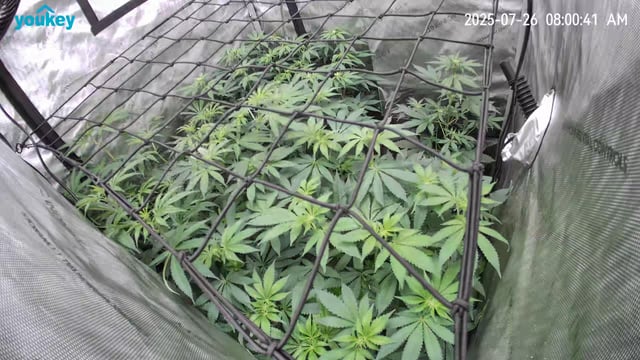 Purple Haze  — flower, day 62