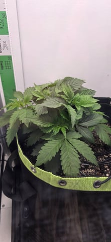 Fruity Pebbles — vegetative, day 22