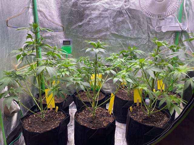 The White X Run Away Bride #3 — flower, day 45