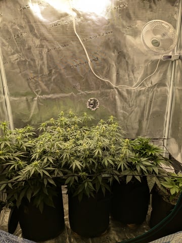 first grow — flower, day 35