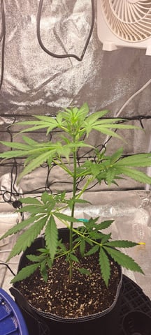 Hawaiian Haze  — vegetative, day 39