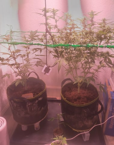 pineapple Express  — flower, day 14