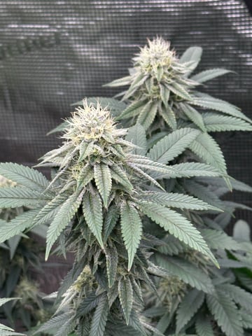 Clones Fat Bastard Clones  — flower, day 117