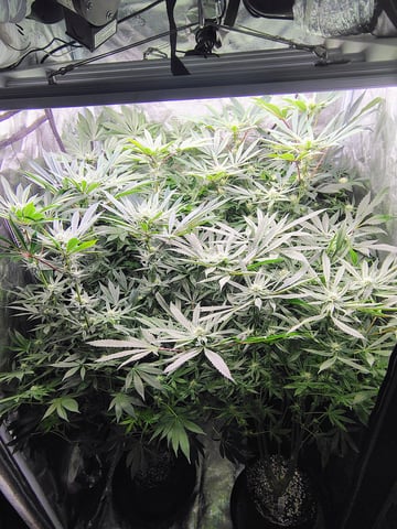 garage set up — flower, day 91