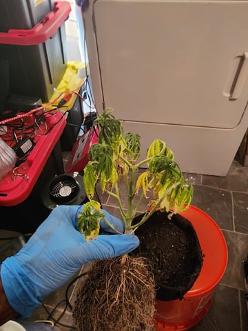 HE1E we GROW  — vegetative, day 69