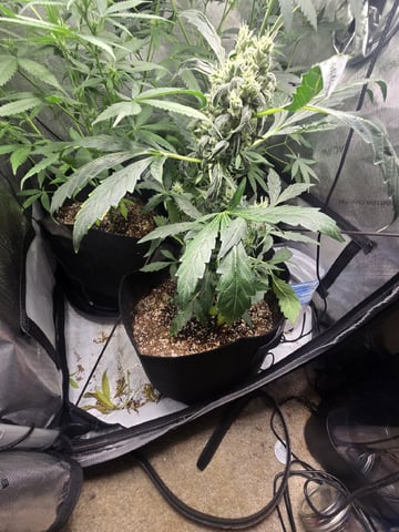 Indoor — flower, day 65