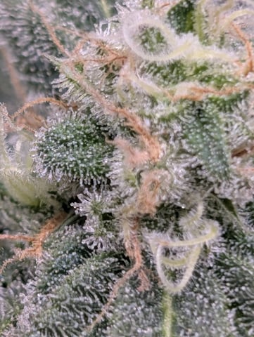 B E A utiful  — flower, day 123