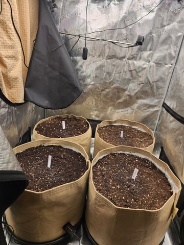 GROW 2. The Humboldt Four — grow_setup, day 2