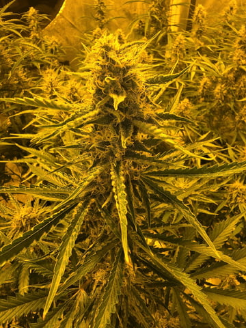 3rd Auto Grow — flower, day 81