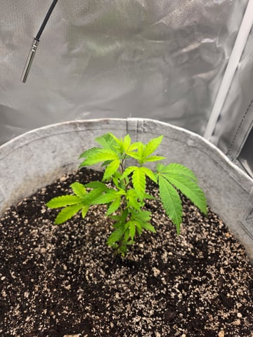Looking for advice! — vegetative, day 11