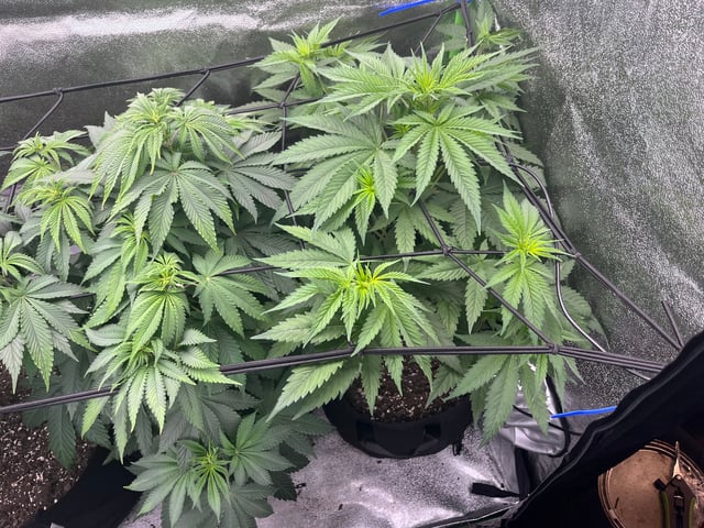 My First Four — flower, day 57