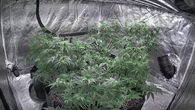 Autos — flower, day 38