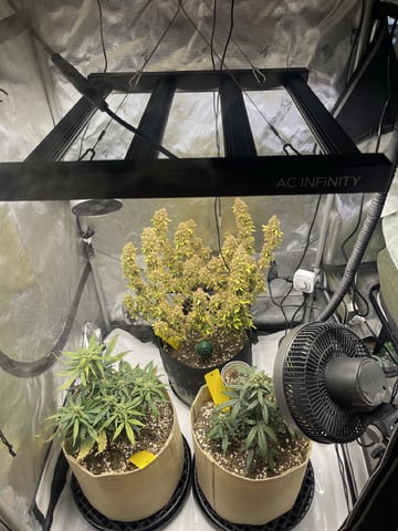 3x3 Grow