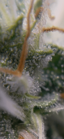 tropicana cookie purple  — flower, day 75