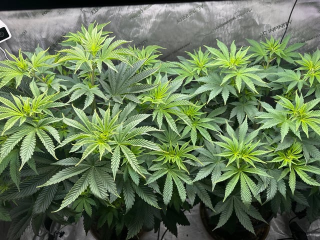 White Russian — flower, day 51