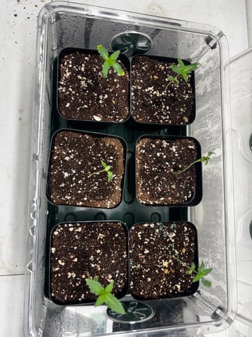 PKB remix/PotG — seedling_rooting, day 16