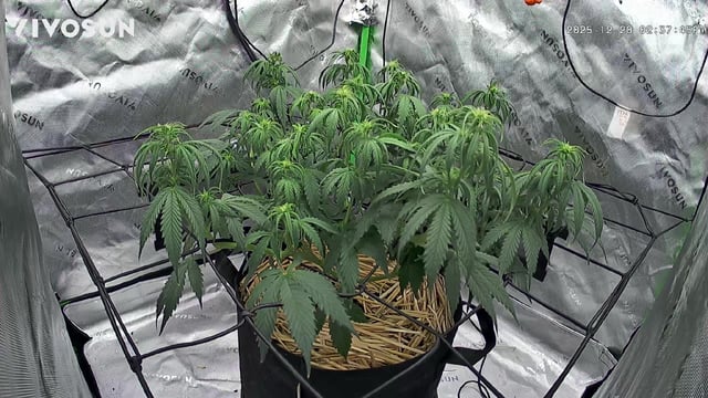 Pine (Auto) 2025 - 0 — flower, day 49