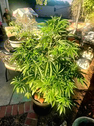 Venice Beach — vegetative, day 36