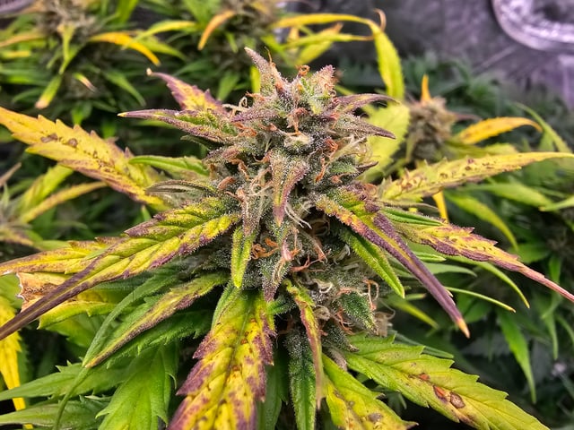 round 2 — flower, day 76