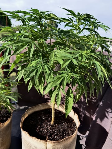 Sour Glue — flower, day 76
