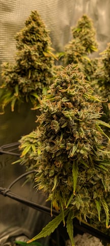 first grow — flower, day 94