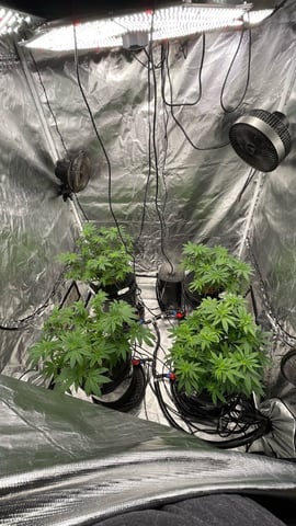1st Ever Grow (Fat Bastard)(RDWC)  — flower, day 104