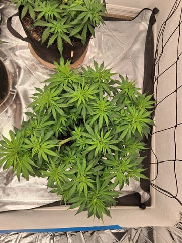 Seedman mix auto & seedman mix auto & GodFather OG — auto, day 47