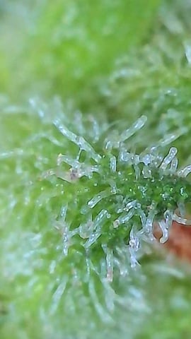 First ever grow — flower, day 88