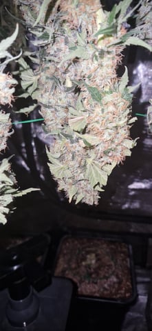 Indigo Saphirex2 And Slush Mint Cake X2 — harvest, day 119
