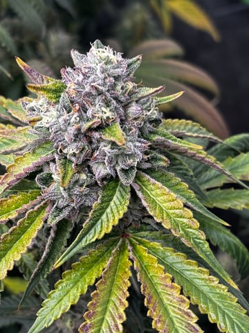 Pink Passion Fruit — flower, day 99