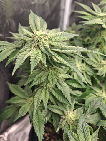 SoFloBudz — flower, day 68