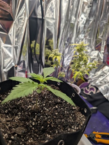 Zkittlez (Auto) — vegetative, day 19