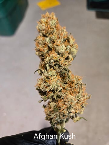 1st grow — done, day 74