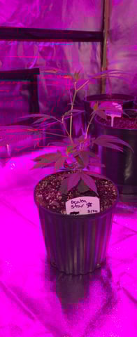 DeathStar, Grease Monkey, Goat Latto, Northern Lights — vegetative, day 20