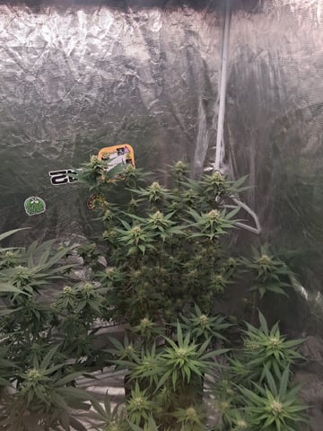 TEAM FULL AUTOS — flower, day 110