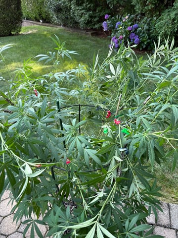 purple punch  — vegetative, day 44