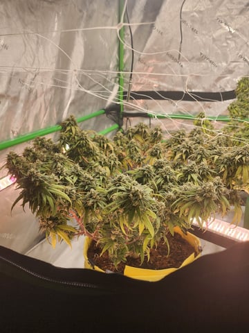 HE1E we GROW  — flower, day 204