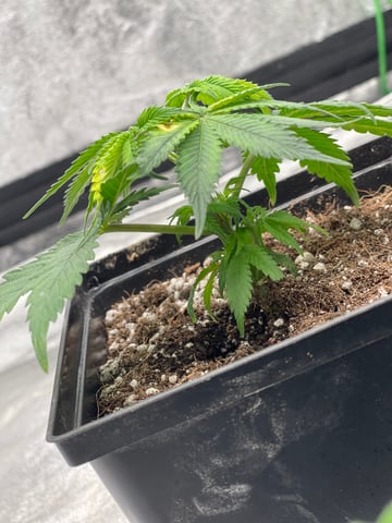 Clones GodFather OG Clones — seedling_rooting, day 2