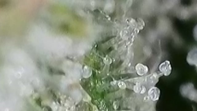 Fruity Pebbles — flower, day 88