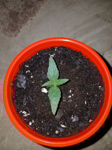 fruity pebbles, cap junky — seedling_rooting, day 19