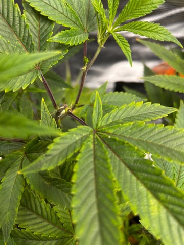 Am inside — vegetative, day 33