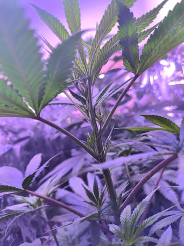 unknown strain 1st grow — flower, day 47