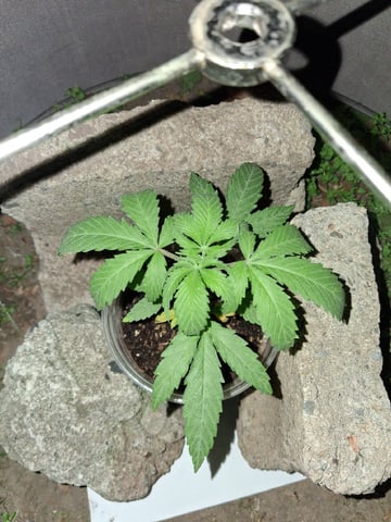 My First Grow — vegetative, day 49