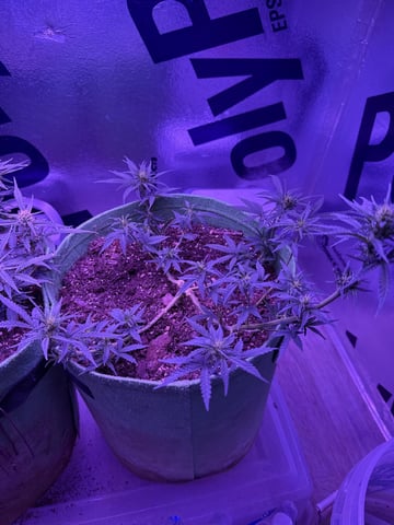 First time growing  — auto, day 43