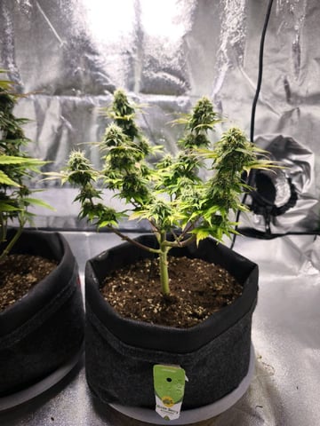 New grow — flower, day 62